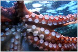octopus-250101_1280
