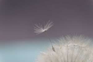 dandelion-6266231_1280