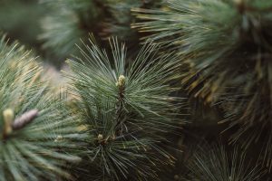conifer-6749496_1280