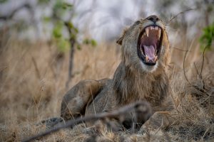 ajeet-panesar-7HbtRE8vMkc-unsplash