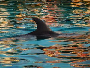 dolphin-941476_1280