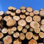 Stafford seals $1.2bn for roll-up continuation fund of three prior timberland investment vehicles