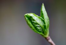 Ambienta pulls in more than €500m for ‘environmental champions’ credit investing