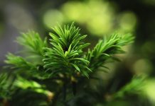 Adams Street expands new evergreen PE programme outside of the US