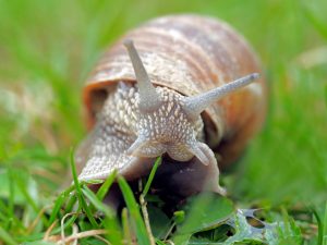 snail-1502214_1280