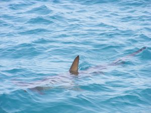 alondav-shark-fin-472685