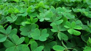 dimitrisvetsikas1969-shamrock-1902597