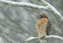 Snowhawk seals $1.3bn for debut fund close, eyes growing digital infra opportunity
