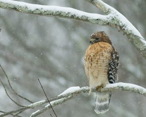 edusabi-red-shouldered-hawk-7435230