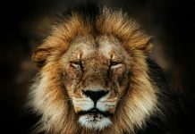 Lion Real Estate Group finalises Marble Partners Fund I Lion