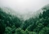 New Forests