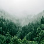New Forests