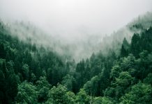 New Forests