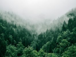 New Forests