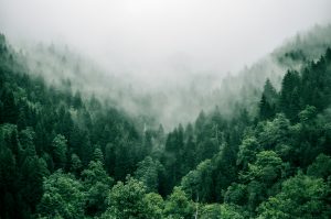 New Forests