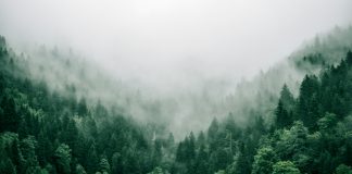 New Forests