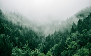 New Forests