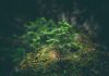 Livelihoods launches €150m nature-based climate fund