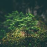 Livelihoods launches €150m nature-based climate fund