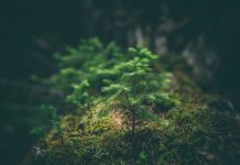 Livelihoods launches €150m nature-based climate fund