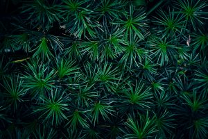 wyxina-tresse-cTE_JPFb3lU-unsplash