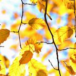 GoldenTree private credit sequel reaches $2.75bn hard cap, early net IRR tops 20%