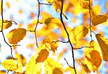 GoldenTree private credit sequel reaches $2.75bn hard cap, early net IRR tops 20%