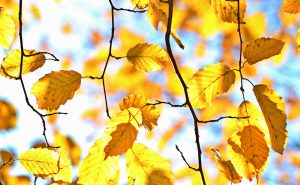 cocoparisienne-fall-1042346