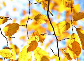 GoldenTree private credit sequel reaches $2.75bn hard cap, early net IRR tops 20%