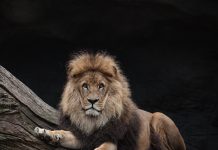 LionLight Capital races to $215m hard cap debut fund close in 10-week raise