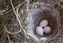 UK pension scheme Nest launches £200m venture capital sleeve, Schroders Capital to manage