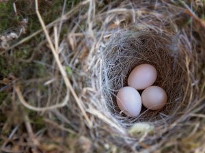 pezibear-bird-nest-763225