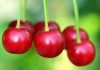 Coller Capital expands European private wealth push through Cherry Bank partnership