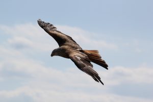 vasile_pralea-eagle-217591