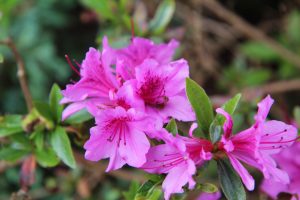 etienne-f59-azalea-3394380 (1)