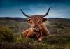 Highland Europe raises record €1.1bn Fund VI after year of strong exits