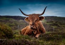 Highland Europe raises record €1.1bn Fund VI after year of strong exits