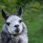 Alpaca Real Estate closes $223m debut fund as AI-driven platform wins institutional backing