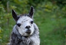 Alpaca Real Estate closes $223m debut fund as AI-driven platform wins institutional backing