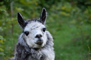 jaclou-dl-alpaca-5086716