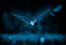 Blue Owl takes US sale-leaseback strategy to Europe, €1.6bn debut fund exceeds hard cap