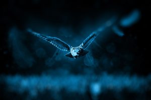 owl-518838_1280