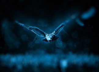 Blue Owl takes US sale-leaseback strategy to Europe, €1.6bn debut fund exceeds hard cap