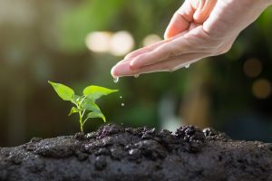 thophilong-soil-8080788