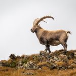 Ibex more than doubles Israel secondaries fund size with $87m Fund II close