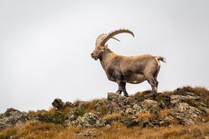 xiserge-ibex-9116844