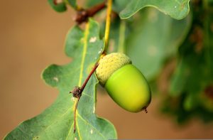 alicja-acorn-3610332