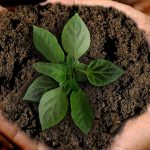 SWEN closes first Article 9 Europa fund at €236m with 80% already committed