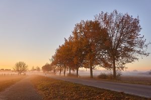 distelapparath-road-4585443