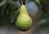 Pear VC raises $333m for smaller fifth fund, promotes three executives to GP